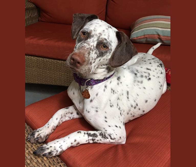 Pitbull terrier dalmatian mix top