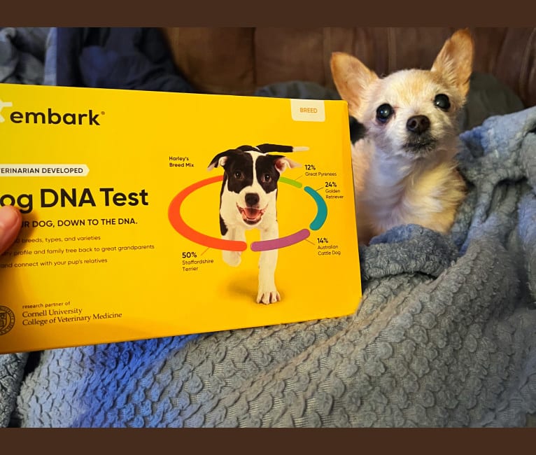 Honii Barron, a Yorkshire Terrier and Chihuahua mix tested with EmbarkVet.com
