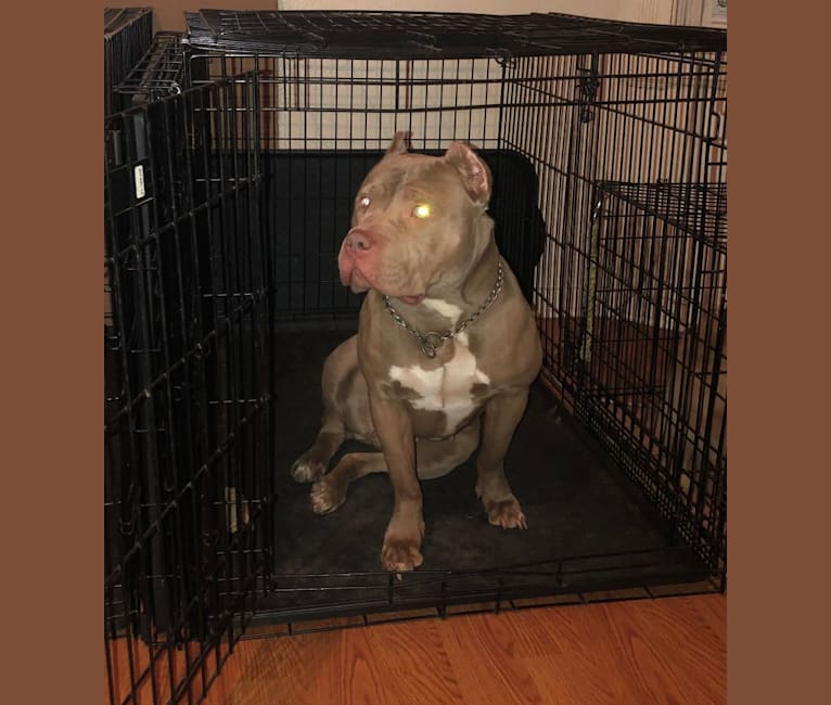 Teally, an American Bully tested with EmbarkVet.com