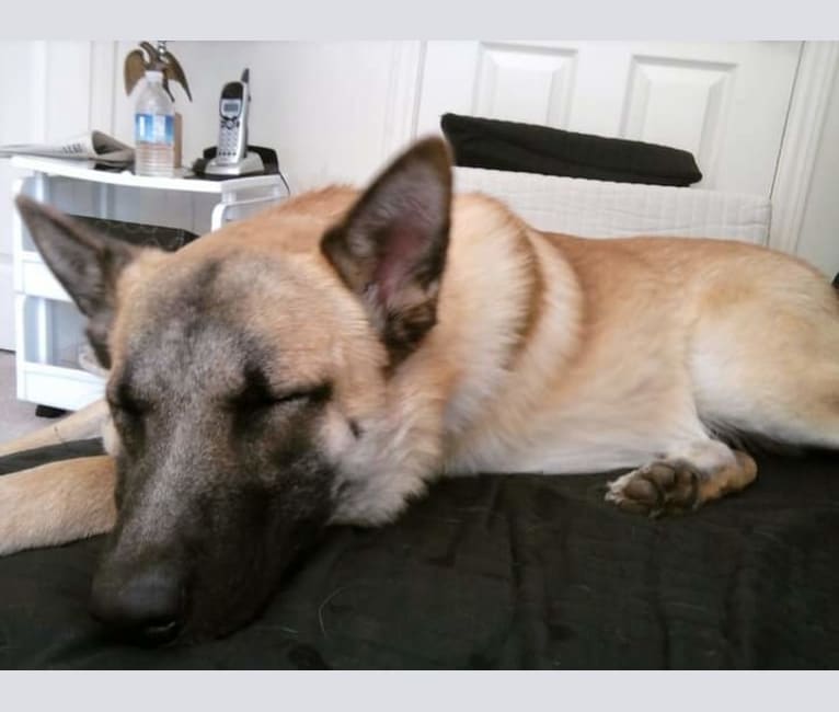 Echo, a German Shepherd Dog and Chow Chow mix tested with EmbarkVet.com