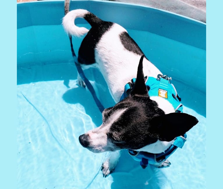 Topper, a Chihuahua tested with EmbarkVet.com