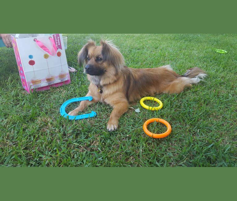 Maggie, a Pekingese and German Shepherd Dog mix tested with EmbarkVet.com