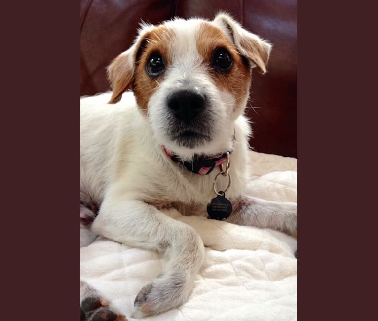 Mr. Sherman, a Russell-type Terrier tested with EmbarkVet.com