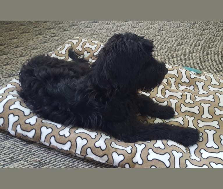 Embark Dog DNA Test Breed