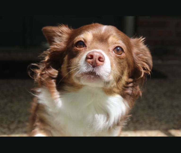 Charlie, a Chihuahua and Cocker Spaniel mix tested with EmbarkVet.com