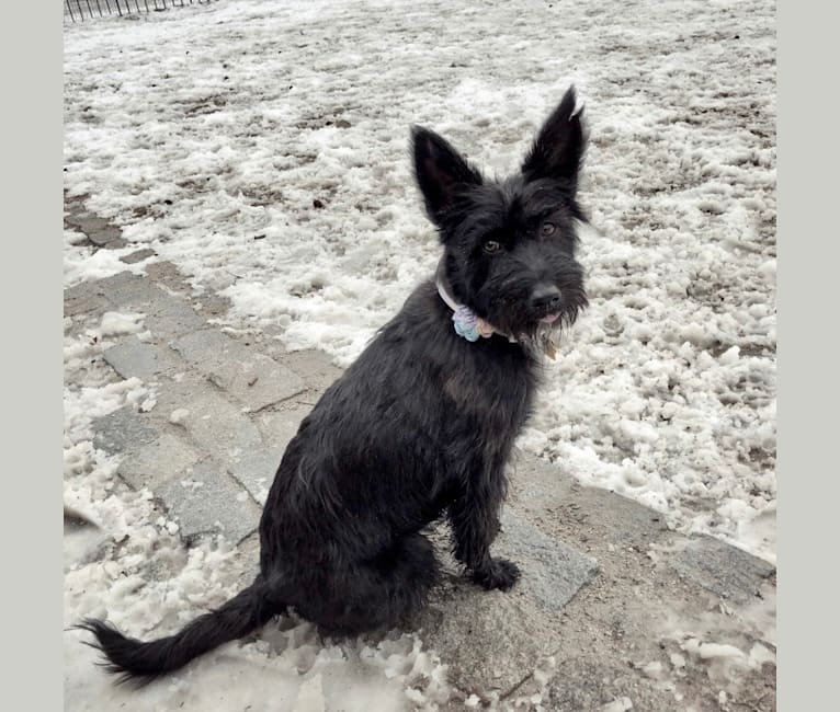Giant schnauzer sales german shepherd mix