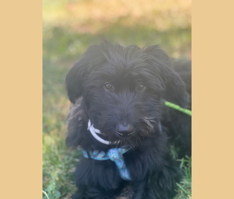 Ash, a Poodle (Standard) and German Shepherd Dog mix tested with EmbarkVet.com