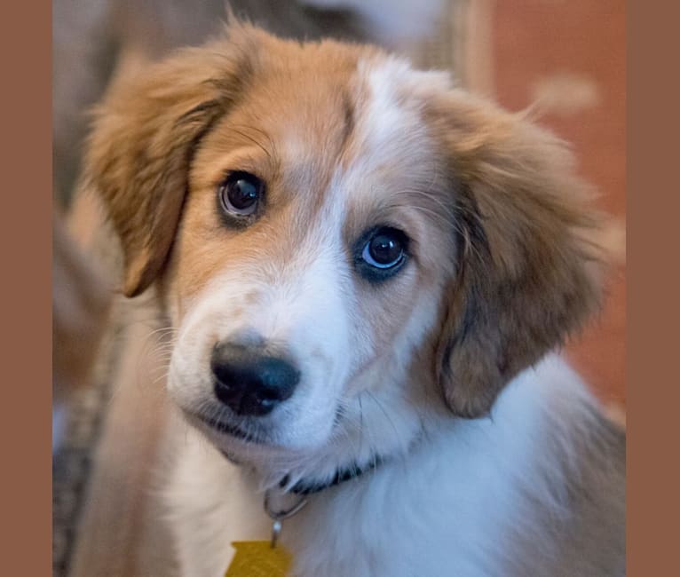 Ripley, a Great Pyrenees and Border Collie mix tested with EmbarkVet.com