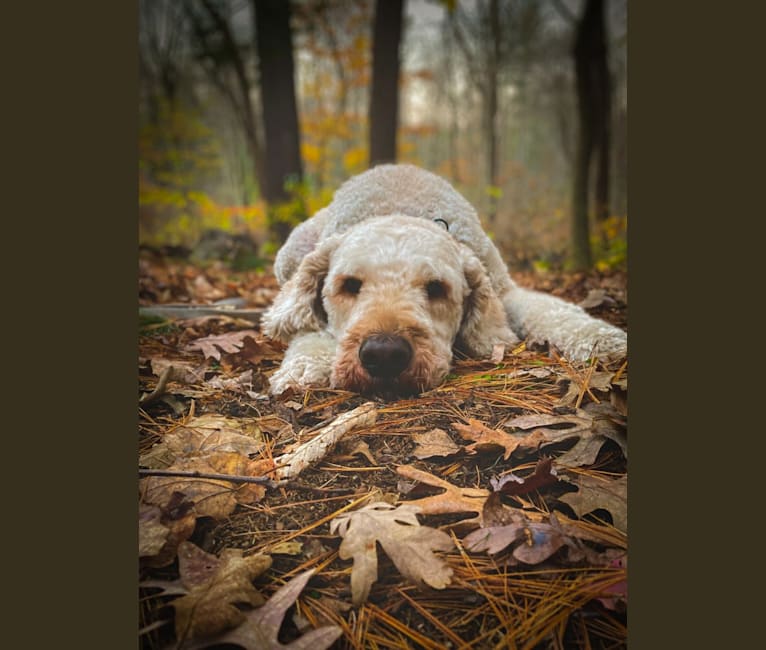 Photo of Golden Sun Shine On “Sam”, a Goldendoodle  in New Hampshire, USA