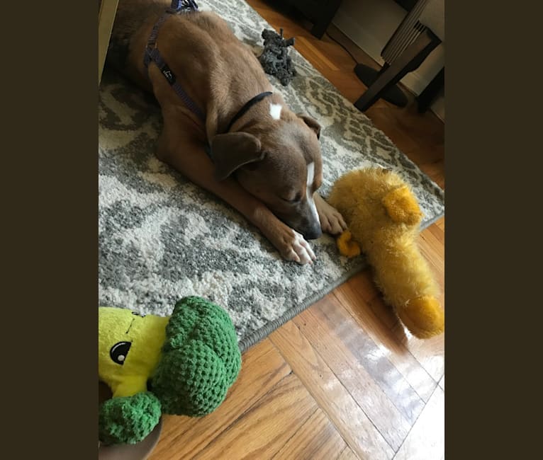 Morty, an American Pit Bull Terrier and American Staffordshire Terrier mix tested with EmbarkVet.com