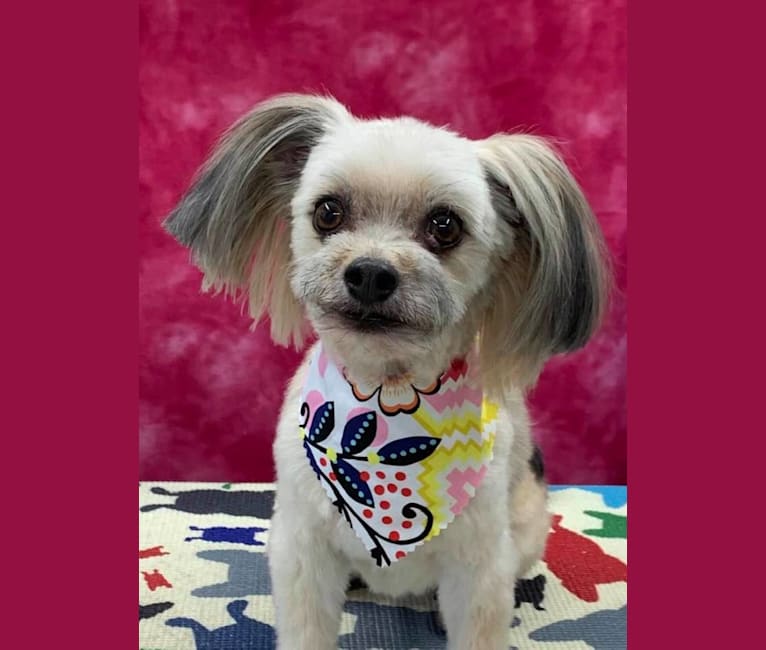 Photo of Lili, a Chihuahua and Havanese mix in Boerne, TX, USA