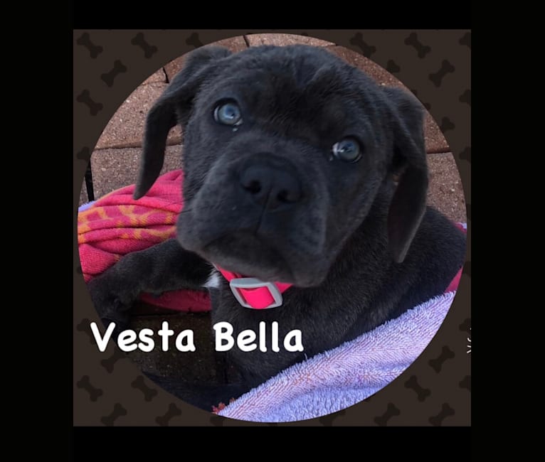Vesta, a Cane Corso tested with EmbarkVet.com