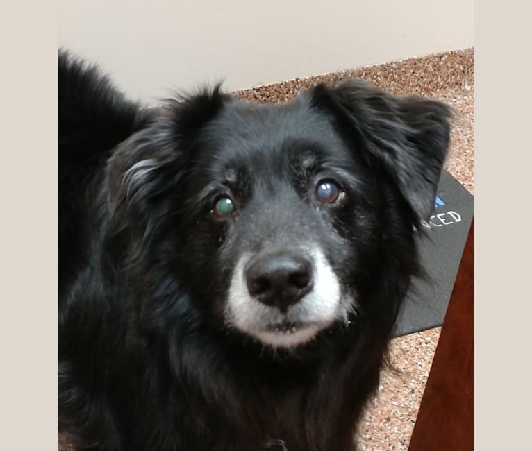 Boscoe, a Poodle (Standard) and Border Collie mix tested with EmbarkVet.com