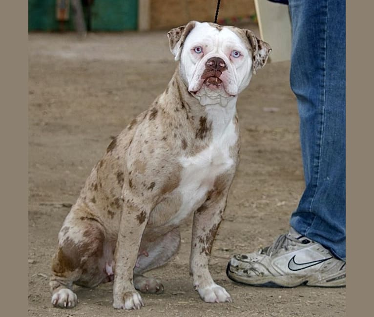 Big D’s Miracle of Hope, an Alapaha Blue Blood Bulldog tested with EmbarkVet.com