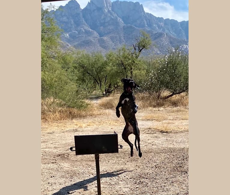 Photo of Sophia Umbra Maximus, a Neapolitan Mastiff  in Chandler, Arizona, USA
