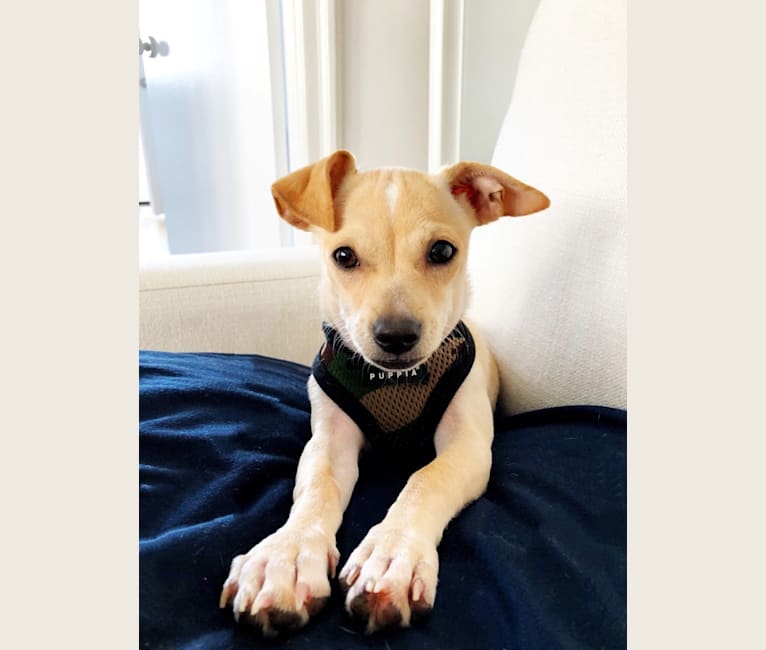 Gidget whippet coats online