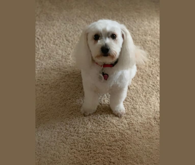 Peanut, a Poodle (Small) and Bichon Frise mix tested with EmbarkVet.com