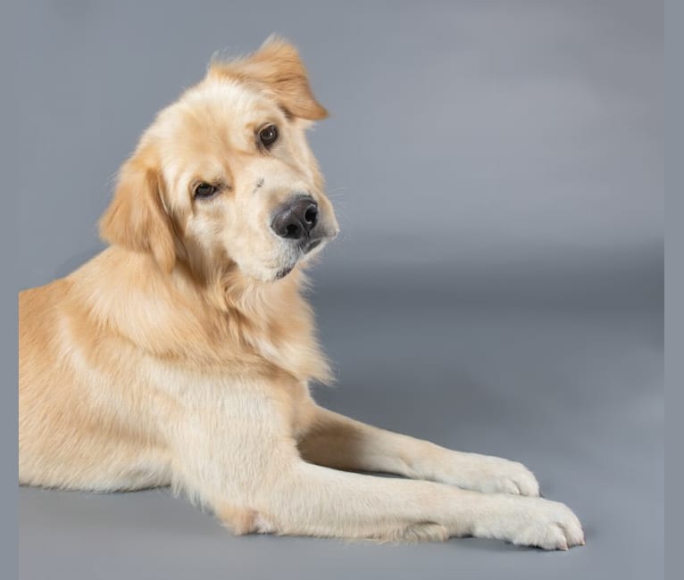 Golden retriever jindo mix shop