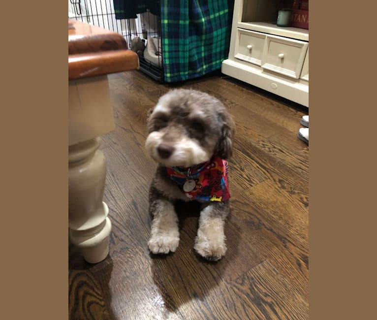 Sully, a Havanese tested with EmbarkVet.com