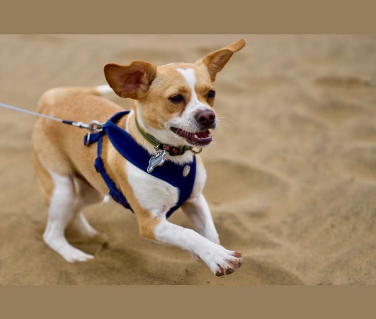 Sonny, a Rat Terrier and Chihuahua mix tested with EmbarkVet.com
