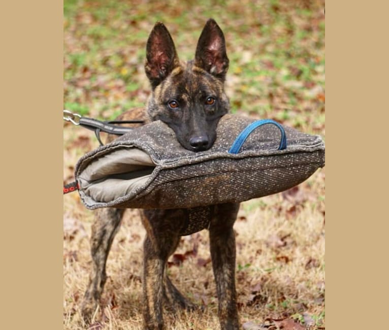 Jinx Van Patriot, a Dutch Shepherd and German Shepherd Dog mix tested with EmbarkVet.com