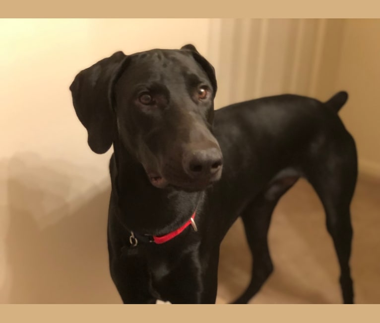 Crow, a Doberman Pinscher and Weimaraner mix tested with EmbarkVet.com