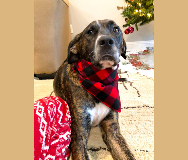 embark dog dna test breed