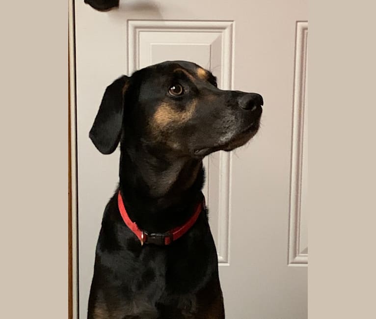 Catahoula doberman new arrivals mix