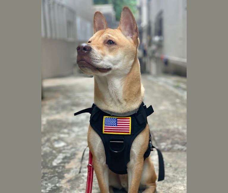 Chulo, a Vietnamese Village Dog tested with EmbarkVet.com