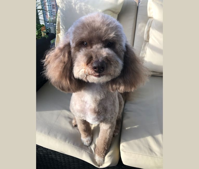 Photo of Seven, an Aussiedoodle  in North Vancouver, British Columbia, Canada