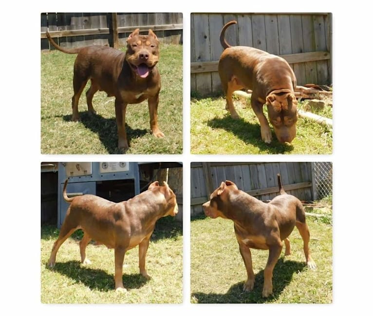 Evolution Of Fear, an American Bully tested with EmbarkVet.com
