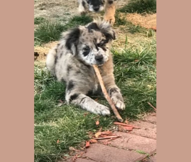 Embark Dog DNA Test Breed