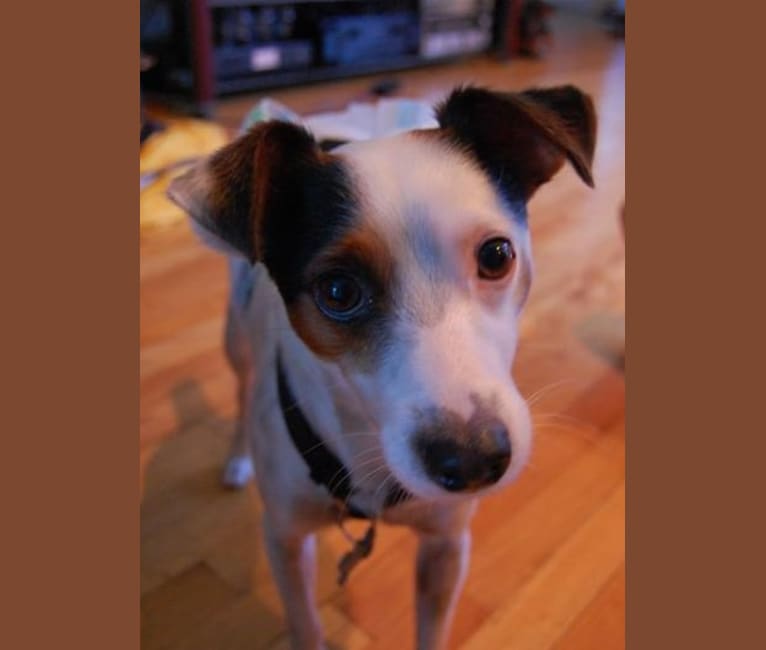 Cody, a Russell-type Terrier tested with EmbarkVet.com