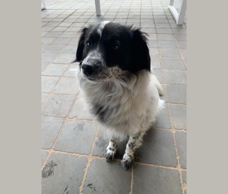 Photo of Diesel, an Eastern European Village Dog  in Roemenië