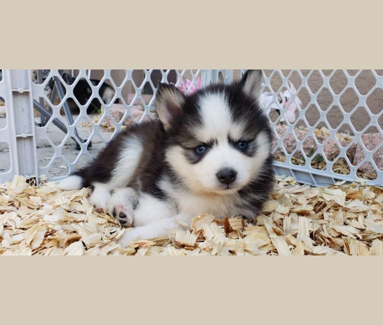 Embark Dog DNA Test Breed