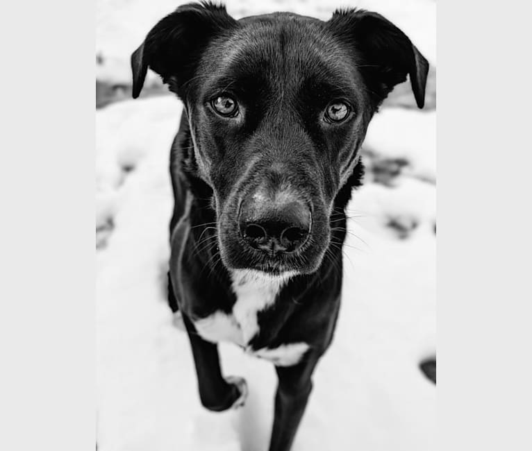 Photo of Kopa, an Australian Shepherd, American Pit Bull Terrier, Border Collie, and Mixed mix in Tennessee, USA