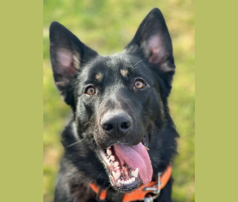 Ludo, a German Shepherd Dog and Great Pyrenees mix tested with EmbarkVet.com