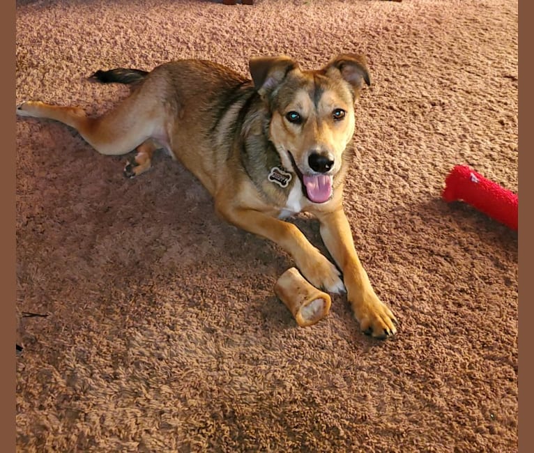 Sheppy, an American Pit Bull Terrier and German Shepherd Dog mix tested with EmbarkVet.com