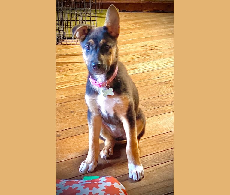 Photo of Lola, a German Shepherd Dog, American Pit Bull Terrier, and Doberman Pinscher mix in Mississippi, USA