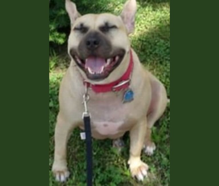 Teakie, an American Pit Bull Terrier tested with EmbarkVet.com