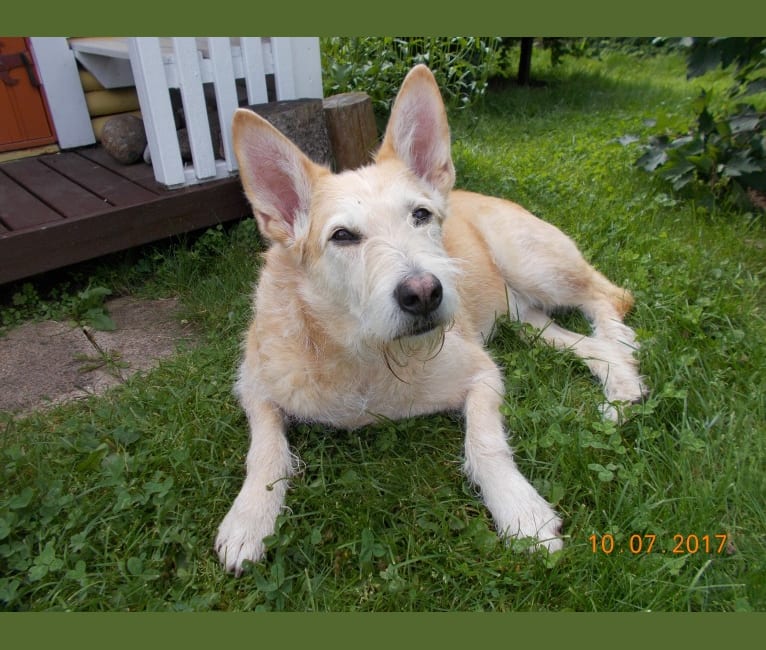 Photo of Severi, an Eastern European Village Dog 