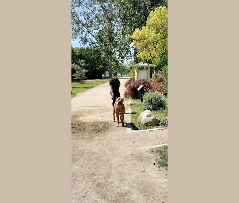 Dredd, a Cane Corso tested with EmbarkVet.com