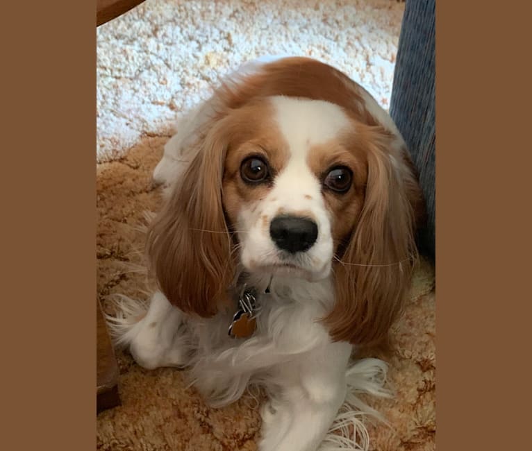 Cavalier king charles spaniel mixed with maltese sales