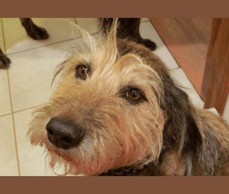 Chow chow sale schnauzer mix