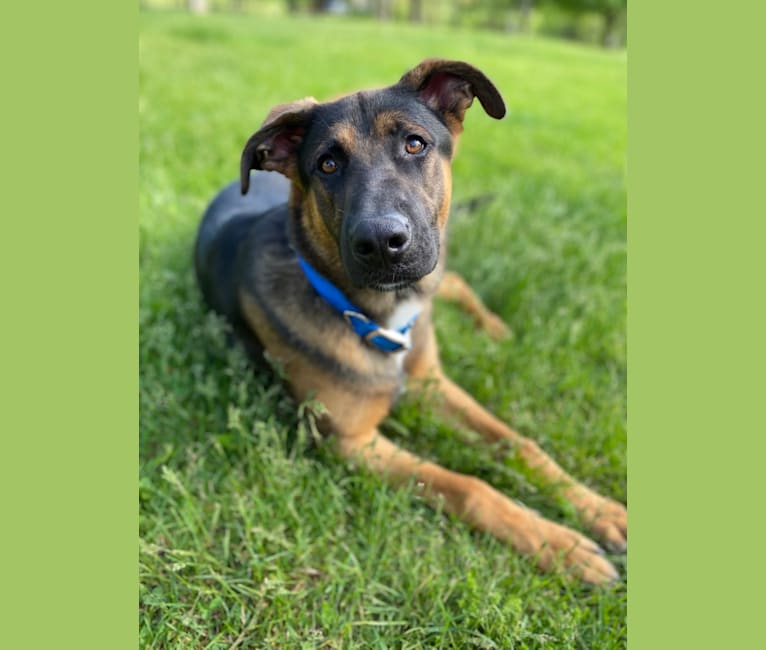 Brinks, a German Shepherd Dog and American Pit Bull Terrier mix tested with EmbarkVet.com