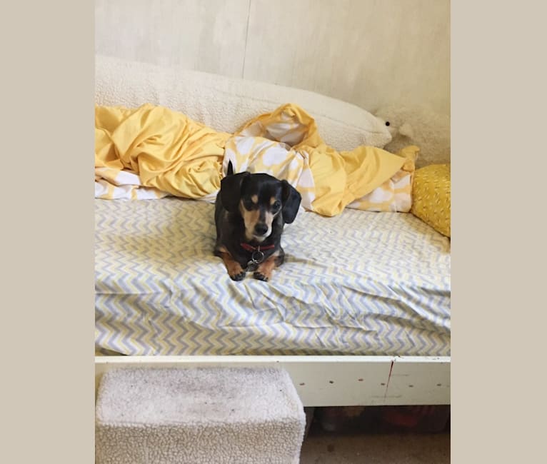 Photo of Veener, a Dachshund and Chihuahua mix in Harrison, Michigan, USA