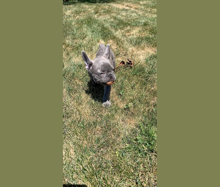 Nardo, a French Bulldog tested with EmbarkVet.com