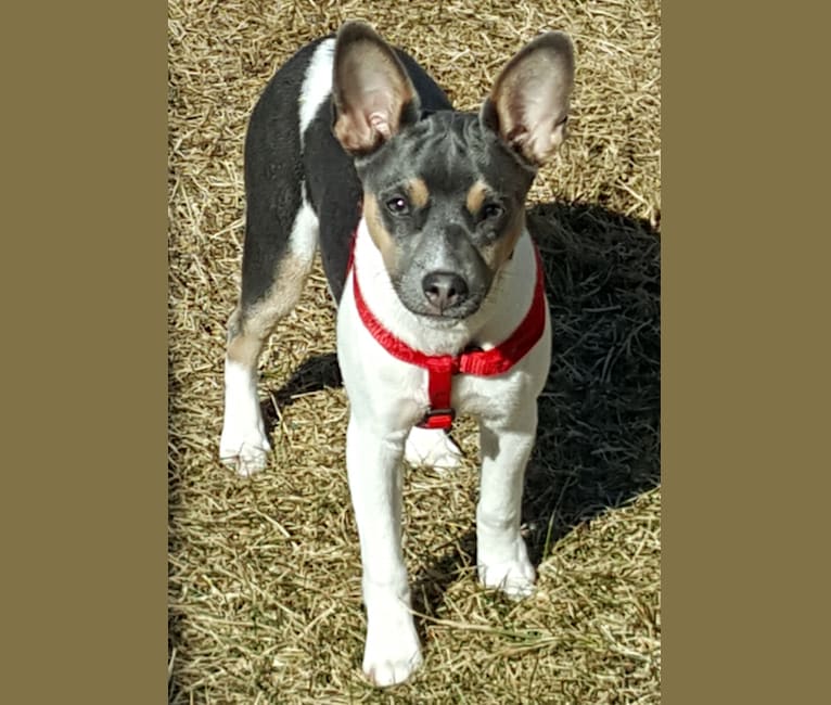 Takodah the Tornado, a Rat Terrier tested with EmbarkVet.com