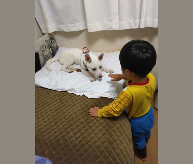 Photo of トト, a Shiba Inu, American Eskimo Dog, and Mixed mix in 日本