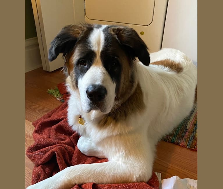 Mr. Bailey, a Saint Bernard and Akita mix tested with EmbarkVet.com